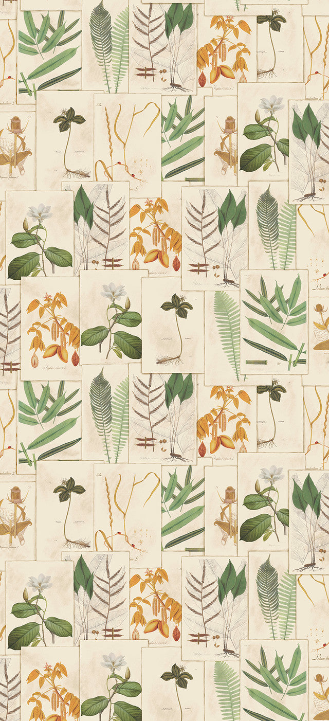 9WA112 Limonium BD Wallcovering by Vervain - Document 01